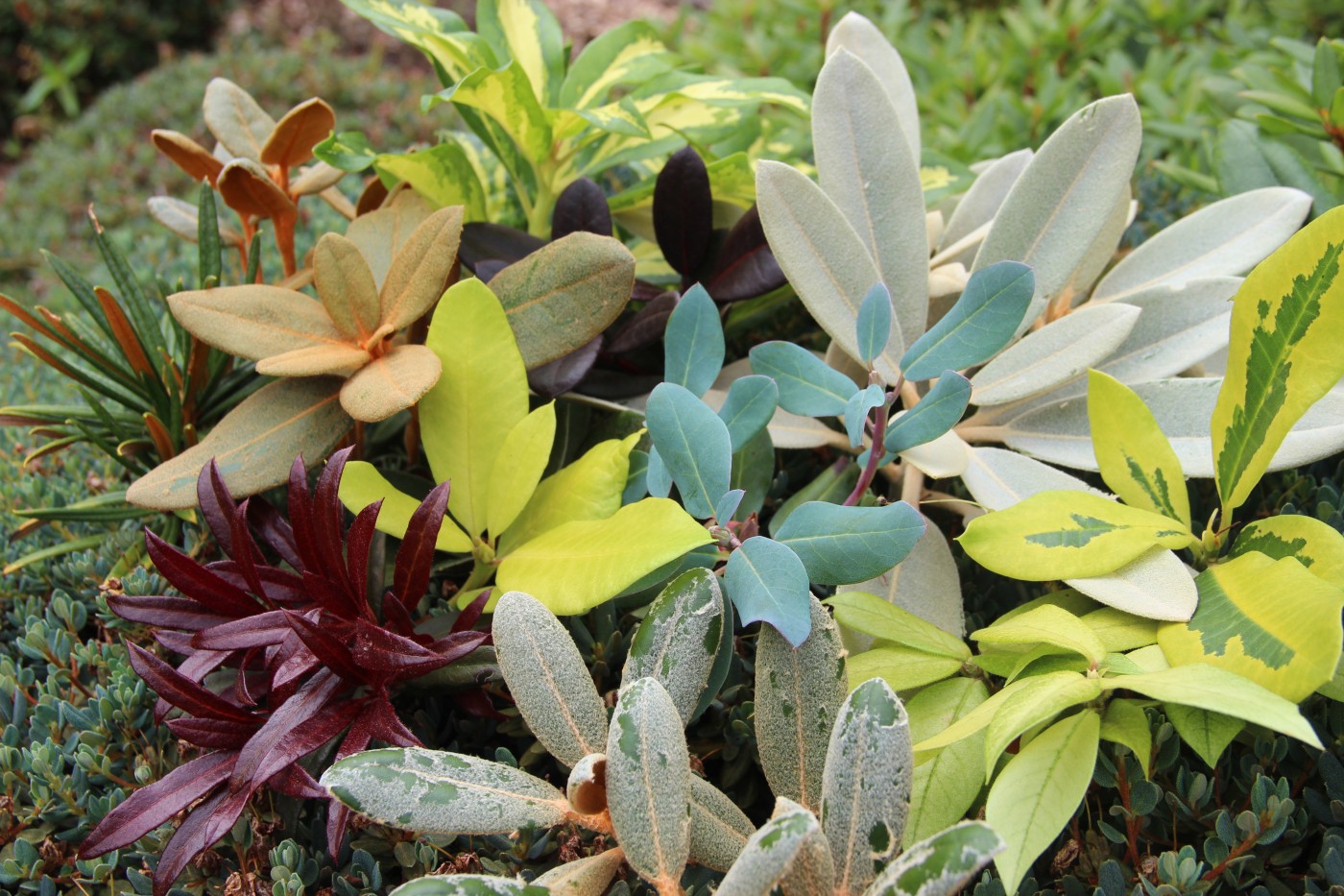 1 rhododendron foliage