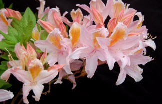 Deciduous Az Irene Koster b;ack back-2