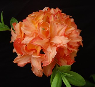 Deciduous Az d5 Gena Mae