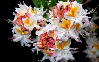 Deciduous Az occidentale (3)