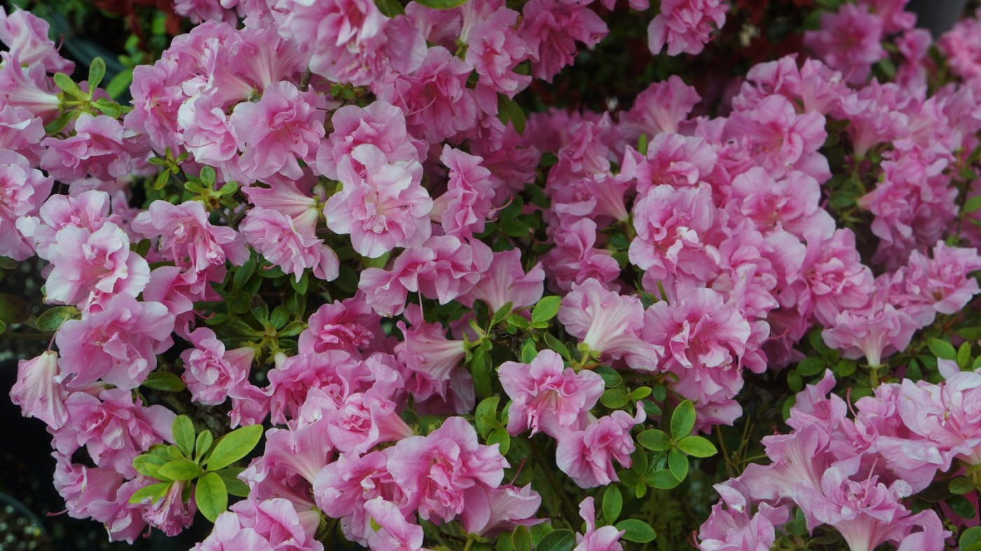 Evergreen azalea Glendoick Rosebud