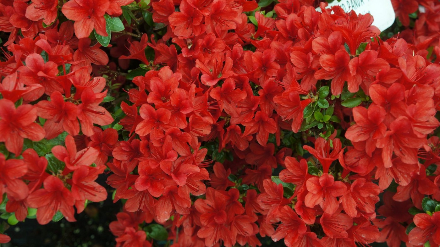 Evergreen azalea Red Panda