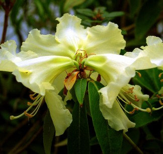 Maddenia leptocladon