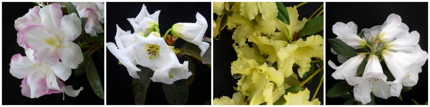 Maddenia Banner 2jpg