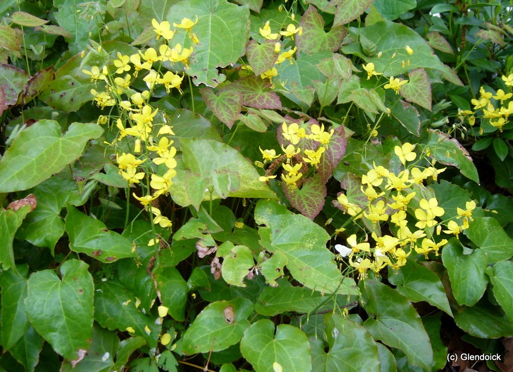 Epimedium Epimedium sulphureum Pagoda garden